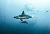 5 Best Places to Dive with Sharks