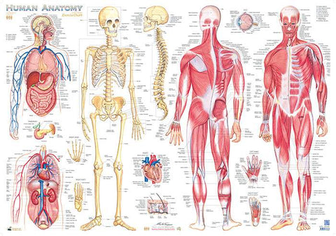 Human Anatomy Poster by QPA